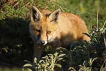 Tilki / Vulpes vulpes / Red Fox 